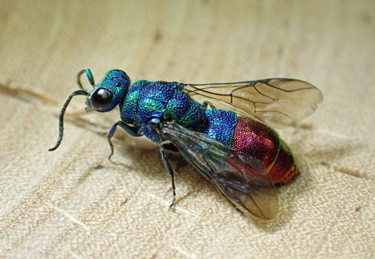 Just adding some 2023-2024 wasp images to Flickr and tidying up some species accounts. Here is the new feature for the scarce mason wasp Symmorphus crassicornis with species account, photos of males, females, prey, cuckoo &amp; some known locations. flickr.com/photos/6307520…