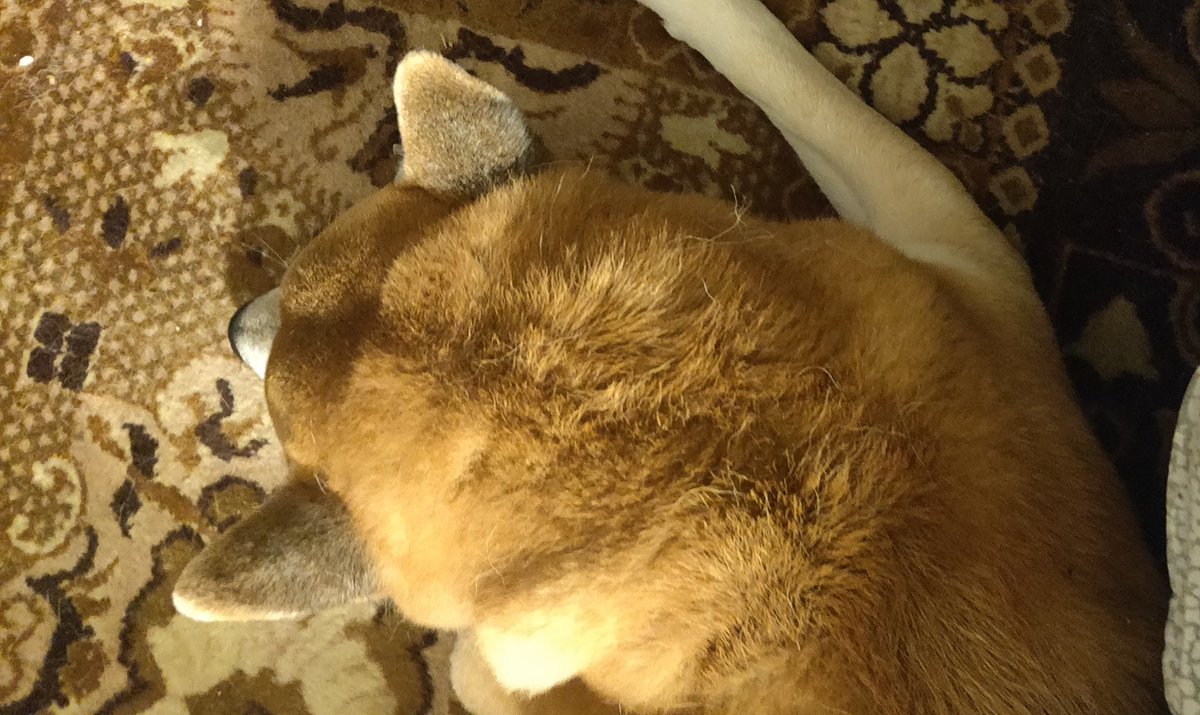 anonymousCow4rd's tweet image. Ciccio...