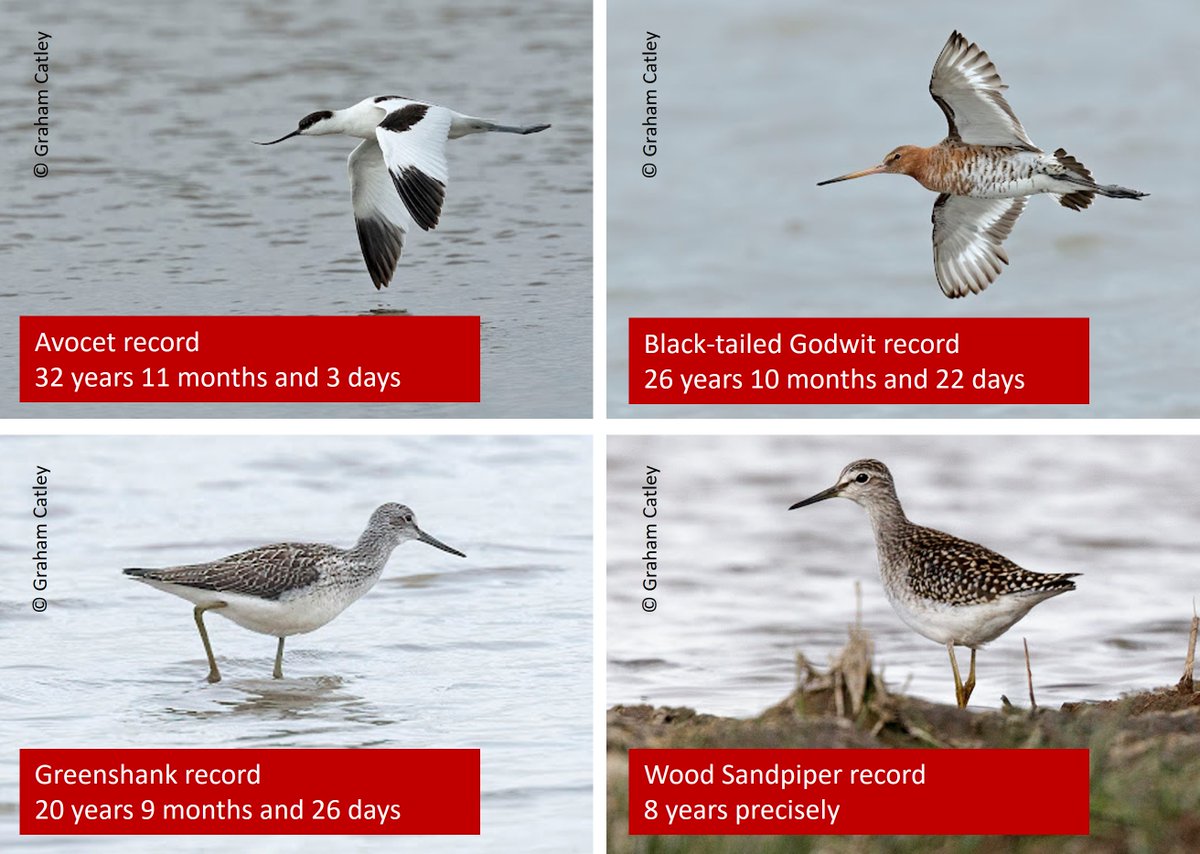 4 new longevity records for #waders in Britain &amp; Ireland in <a href="/_BTO/">BTO</a> Ringing Report** for 2023.
#WaderTales blog updated:  wadertales.wordpress.com/2018/01/16/wad…
#ornithology #shorebirds #phenology
Longevity defined as time from ringing to latest sighting or found dead.
** bto.org/our-science/pr…