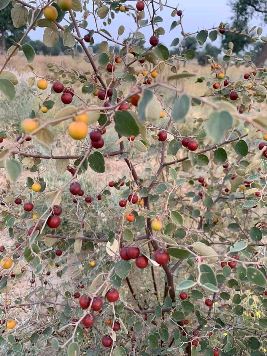 Rajasthan के एप्पल 
कौन कौन जानता है ये क्या है 
#Elon_Musk