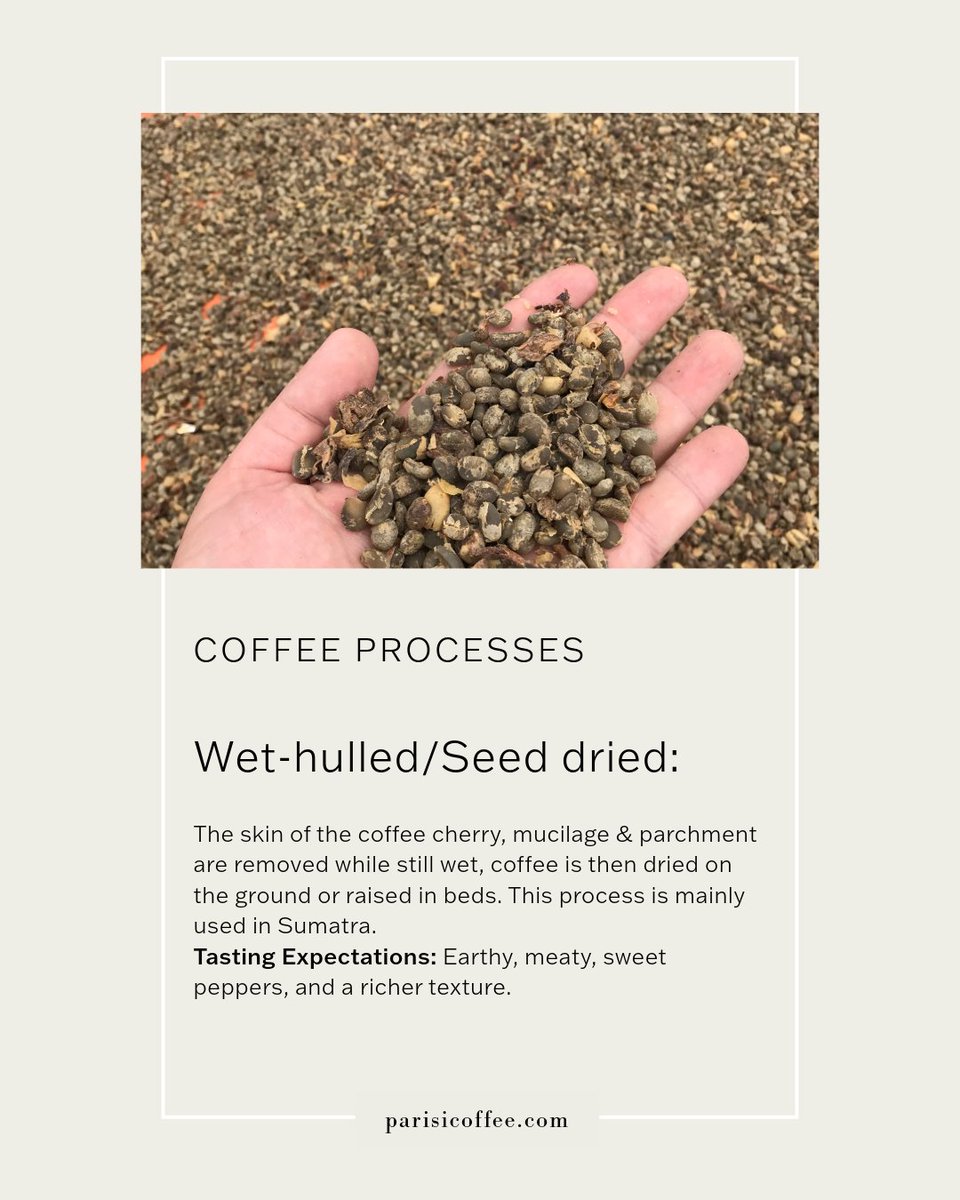 Did you know about wet-hulled processed coffee? ☕