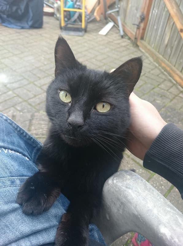 Iseedee40's tweet photo. @Cats_Dogs_Game Smudge ❤️ https://t.co/GZZ1XfsEeN