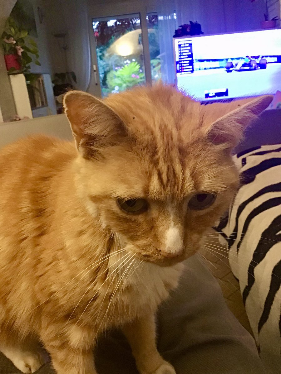 We’re watching formula one this #Caturday 🐾😻🐾 - signed Maximus