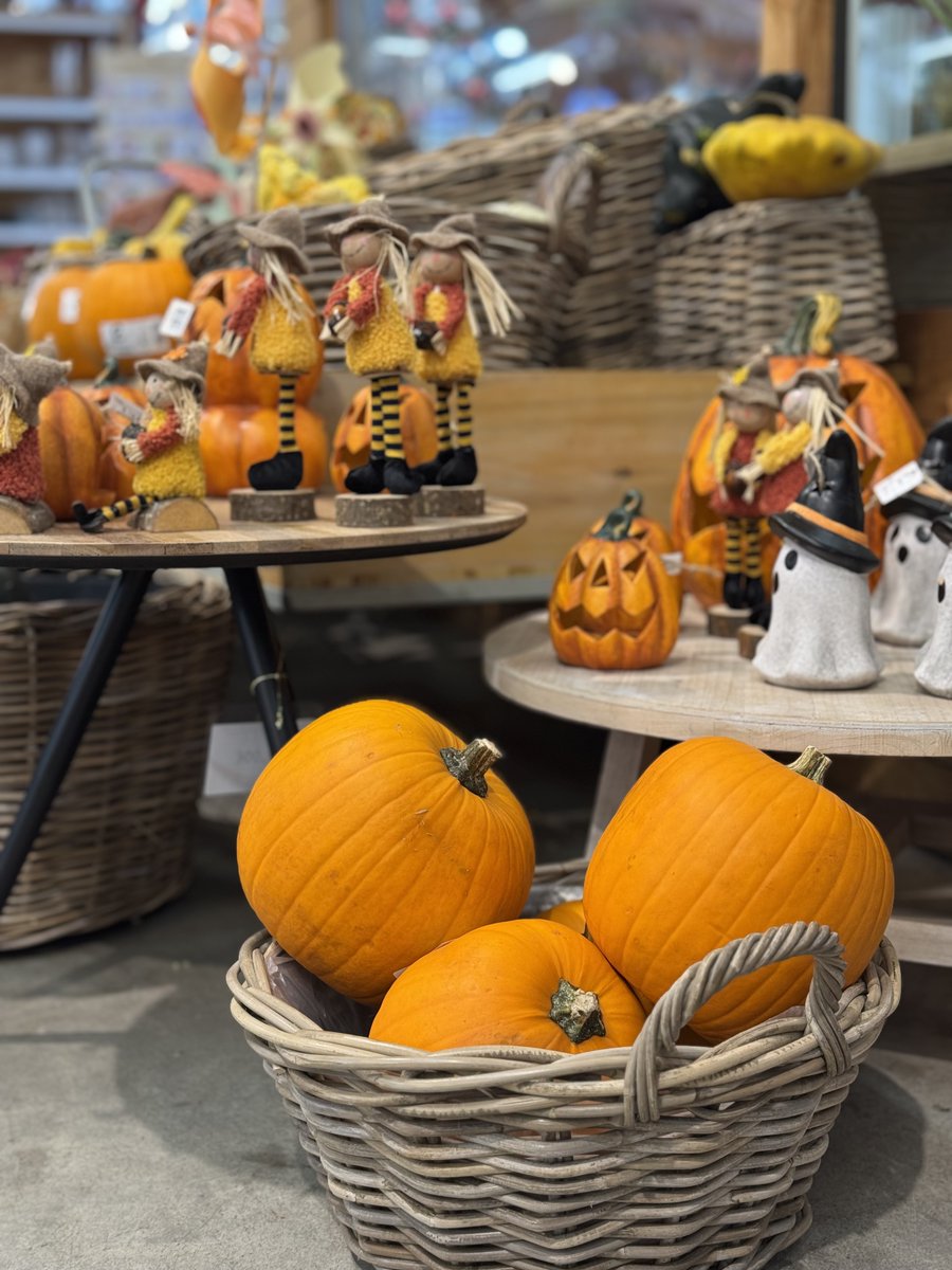 Vivers Ernest 🧡 Home & Garden tweet media