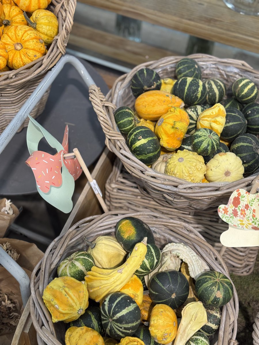Vivers Ernest 🧡 Home & Garden tweet media