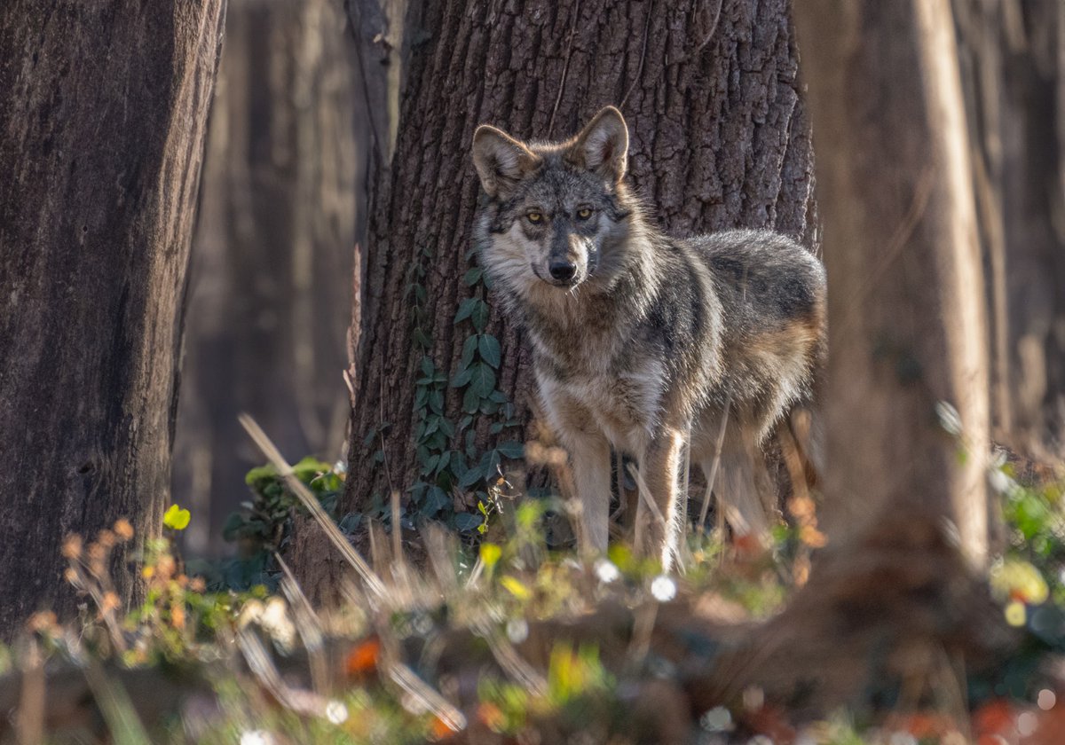 STLWolfCenter's tweet photo. Happy #WolfAwarenessWeek! 🐺💛

We're kicking off the celebrations with our biggest event of the year at #WolfFest, happening here at the Endangered Wolf Center! 🎉

The event has so far been a huge success, and we're thrilled to see so much love and support for wolves today! https://t.co/qbCppIexVo