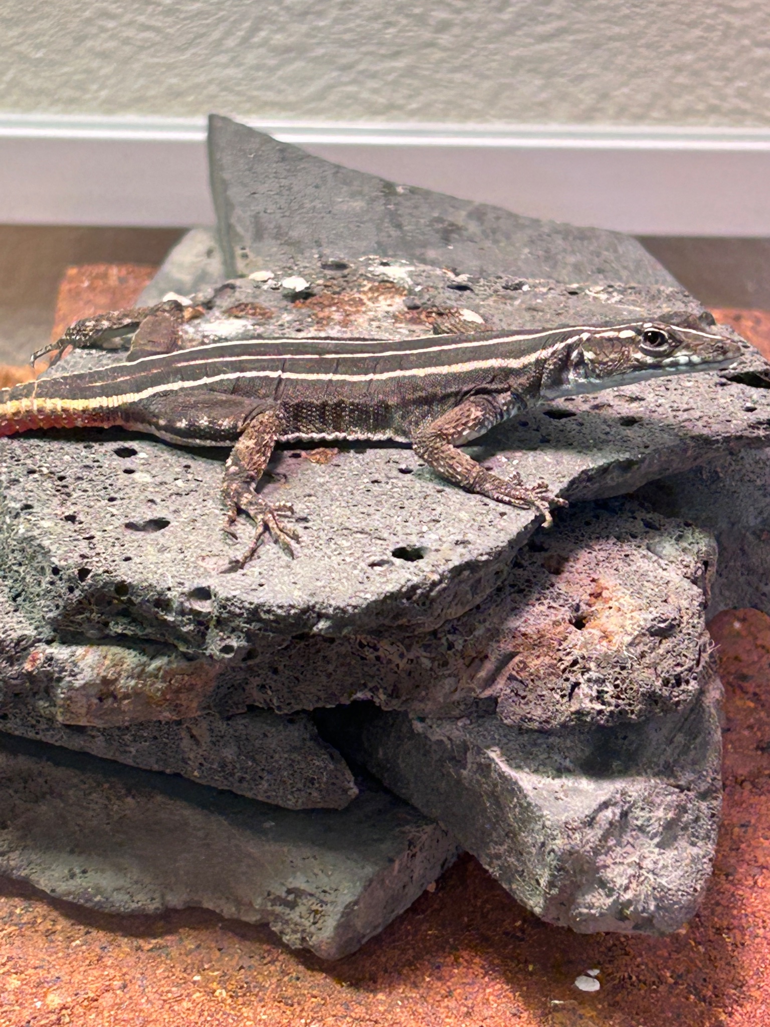 Temnopleurus alexandri アルビノ個体 ウニ 殻 コレクション