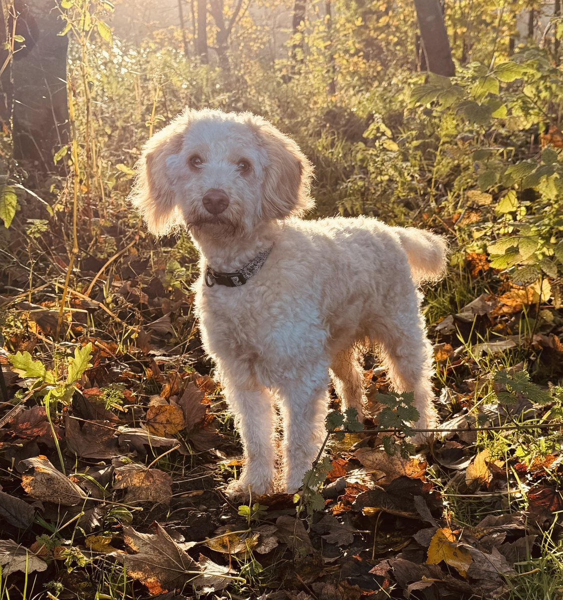 A haircut, walkies and autumnal vibes. Love this time of year. #fergusthedoodle