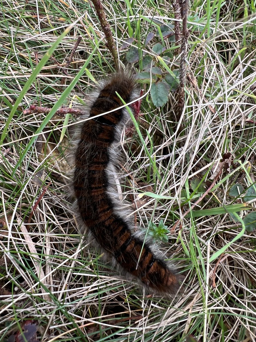 Sediment-safari op #Texel voor onderzoek #NIOZ #VU maar ook naar flora en fauna in de duinen gekeken. Herkent iemand het mos (in de hand)?