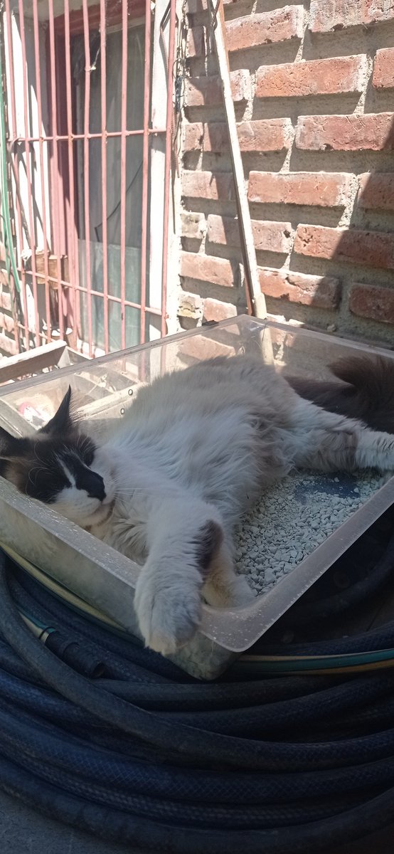 talvezsoyabril's tweet photo. a vos te parece razonable echarte a dormir la siesta EN LAS PIEDRAS DONDE HACES CACA https://t.co/LYYI3KANNx
