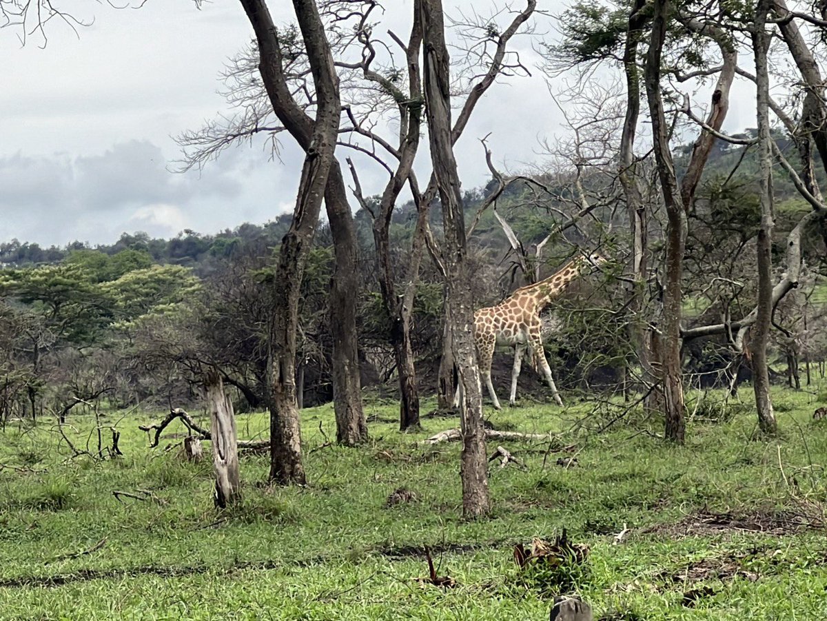 NamibSafaris's tweet photo. Discover the breathtaking beauty of Lake Mburo National Park, where unforgettable wildlife safaris await you in Uganda. Secure your safari today for an experience that will last a lifetime. #ExploreUganda #Africa #VisitUganda #wildlifephotography #WildlifeConservation https://t.co/Lvh1O0edlb