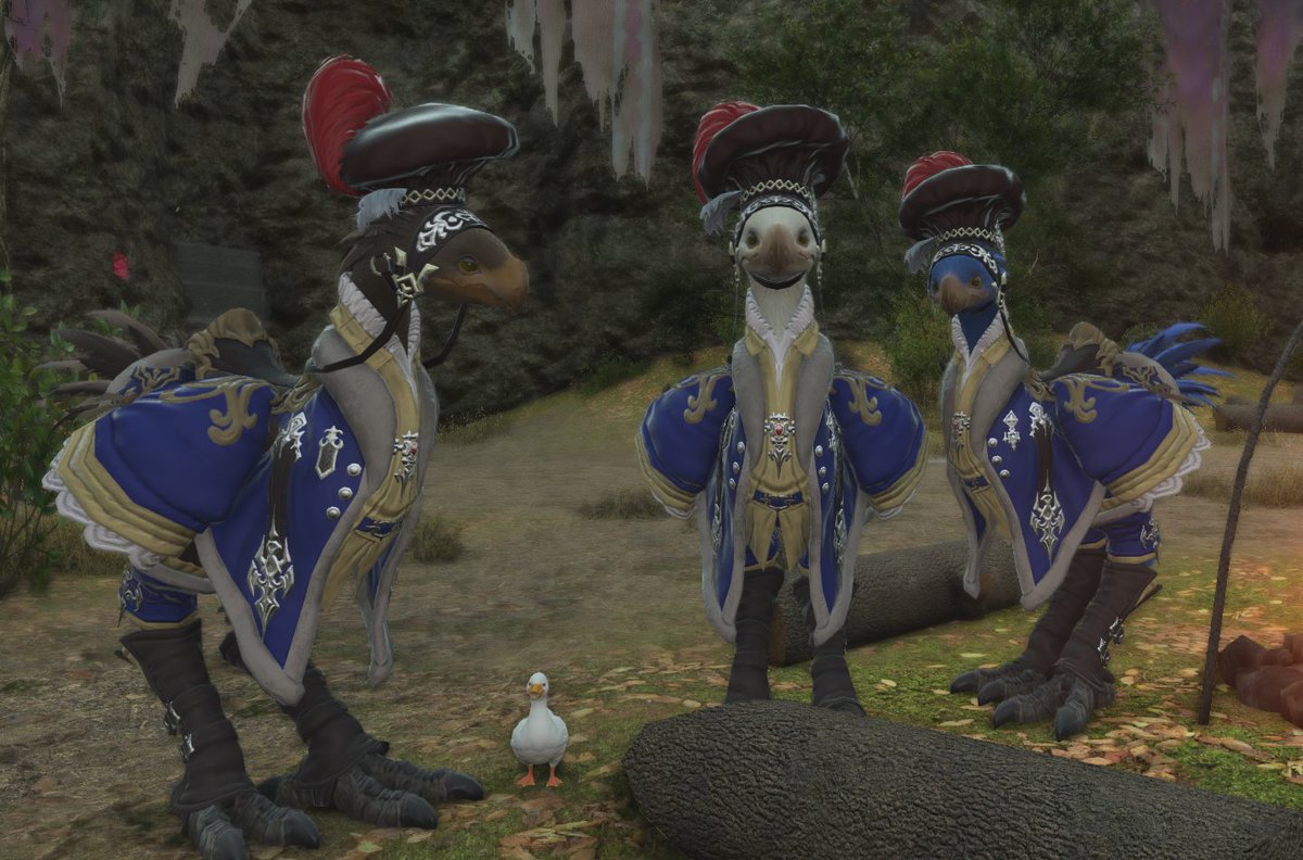An honorary chocobo in the making