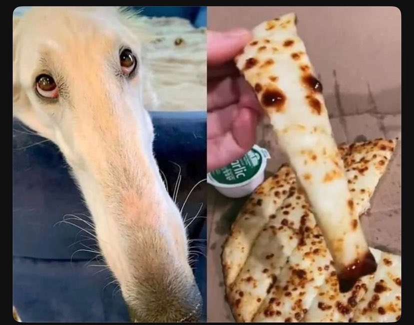 twaniimals's tweet image. ㅤ