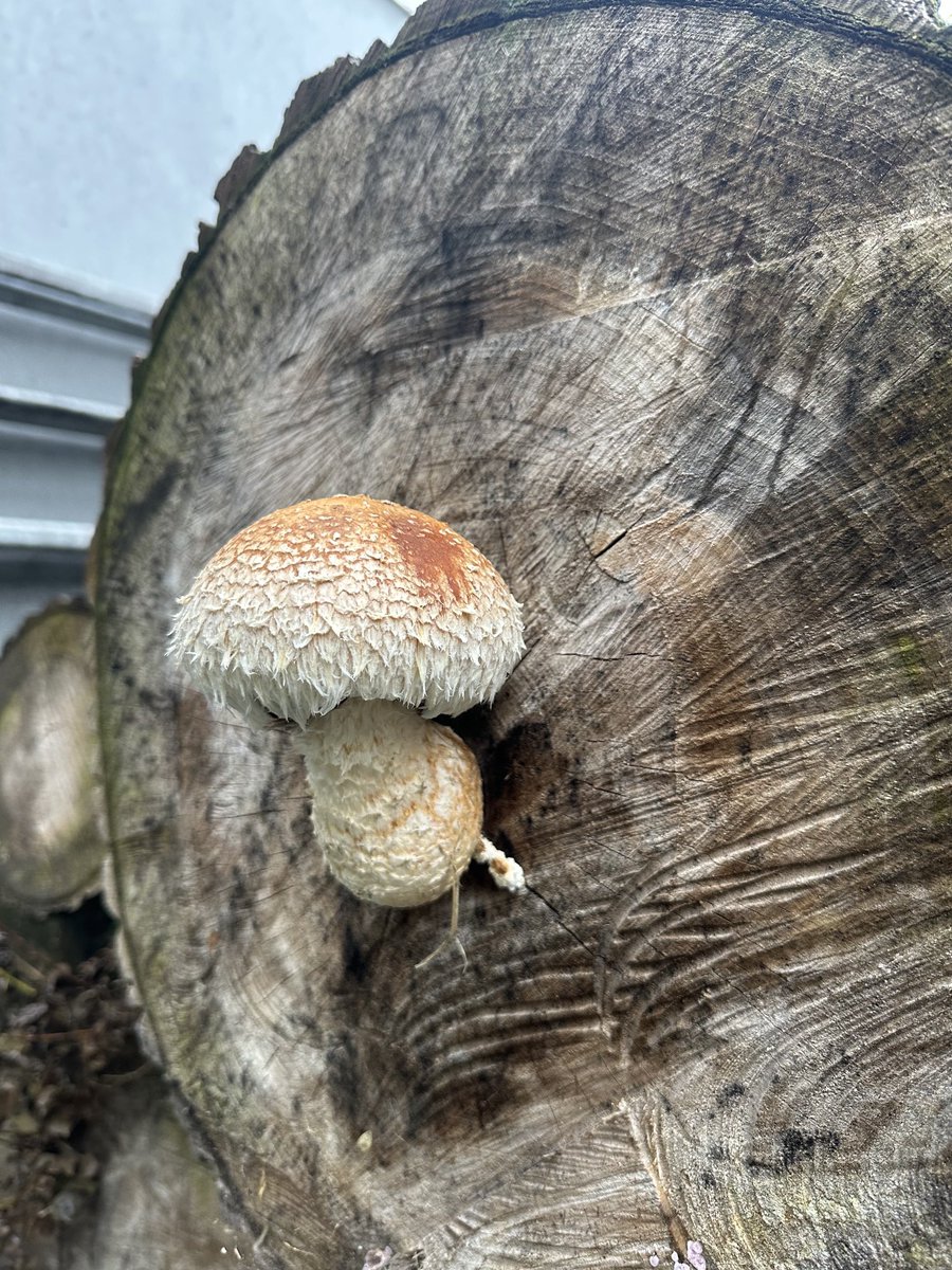 Knelis59's tweet photo. Op de stam van een populier komen opeens paddenstoelen tevoorschijn. Wollige bundelzwam, als ik het goed heb. https://t.co/dResBbP3Wg