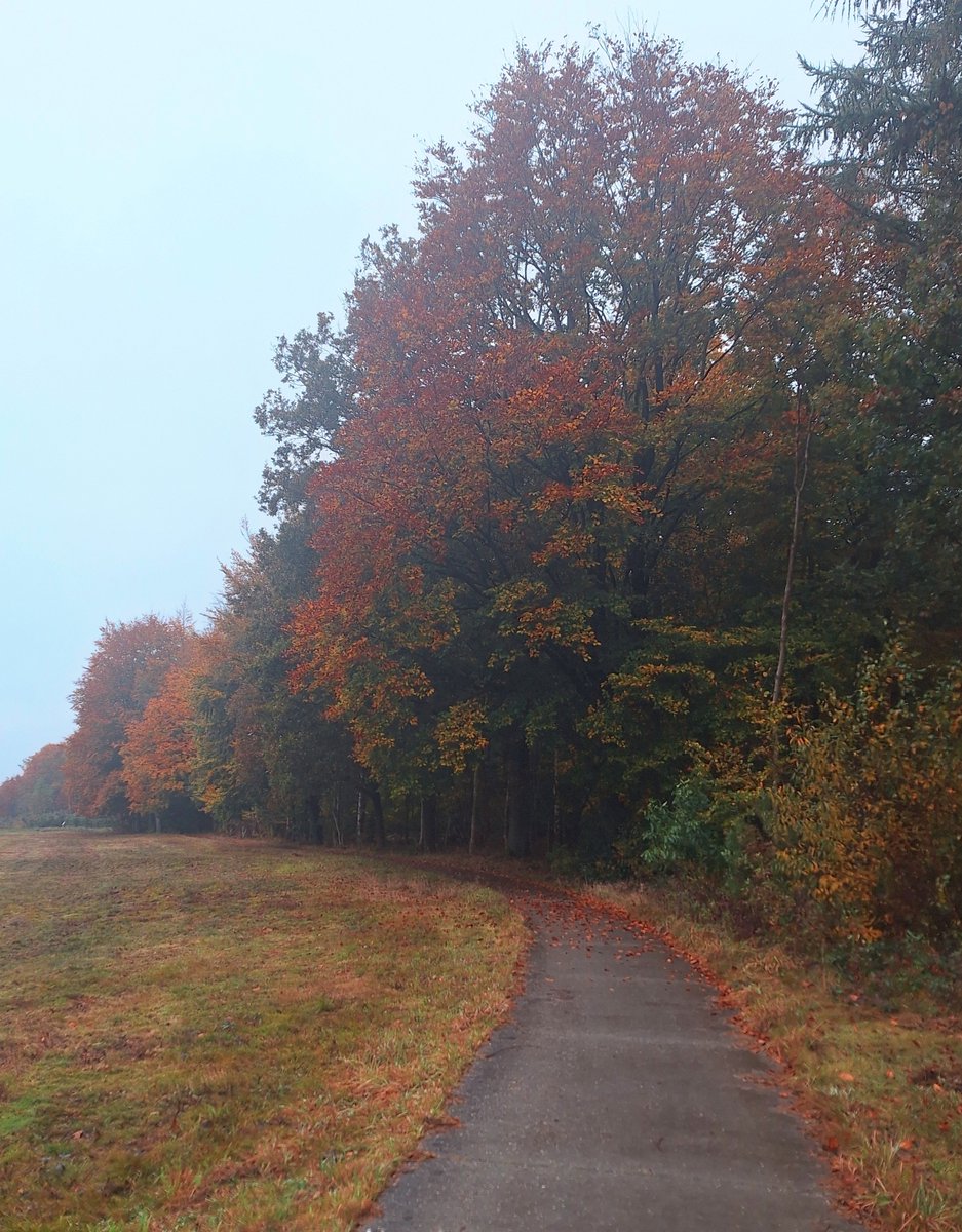 Lens_Ren's tweet photo. #Emmenismooi #Emmen #HIERKOMIKWEG  heerlijk deze achtertuin https://t.co/hFGm5SXx4I