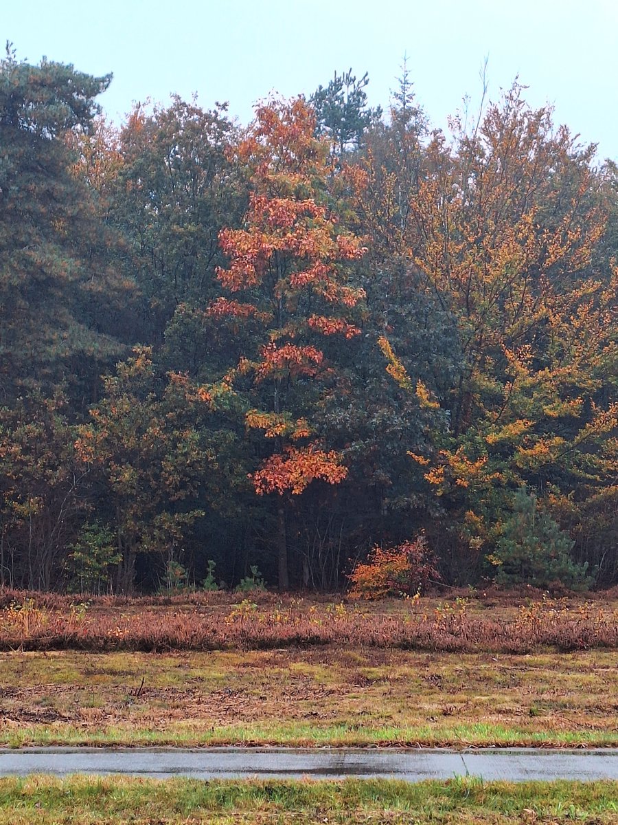 Lens_Ren's tweet photo. #Emmenismooi #Emmen #HIERKOMIKWEG  heerlijk deze achtertuin https://t.co/hFGm5SXx4I