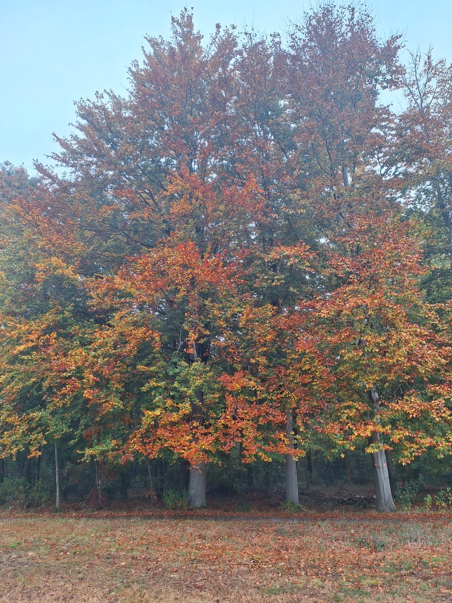 Lens_Ren's tweet photo. #Emmenismooi #Emmen #HIERKOMIKWEG  heerlijk deze achtertuin https://t.co/hFGm5SXx4I
