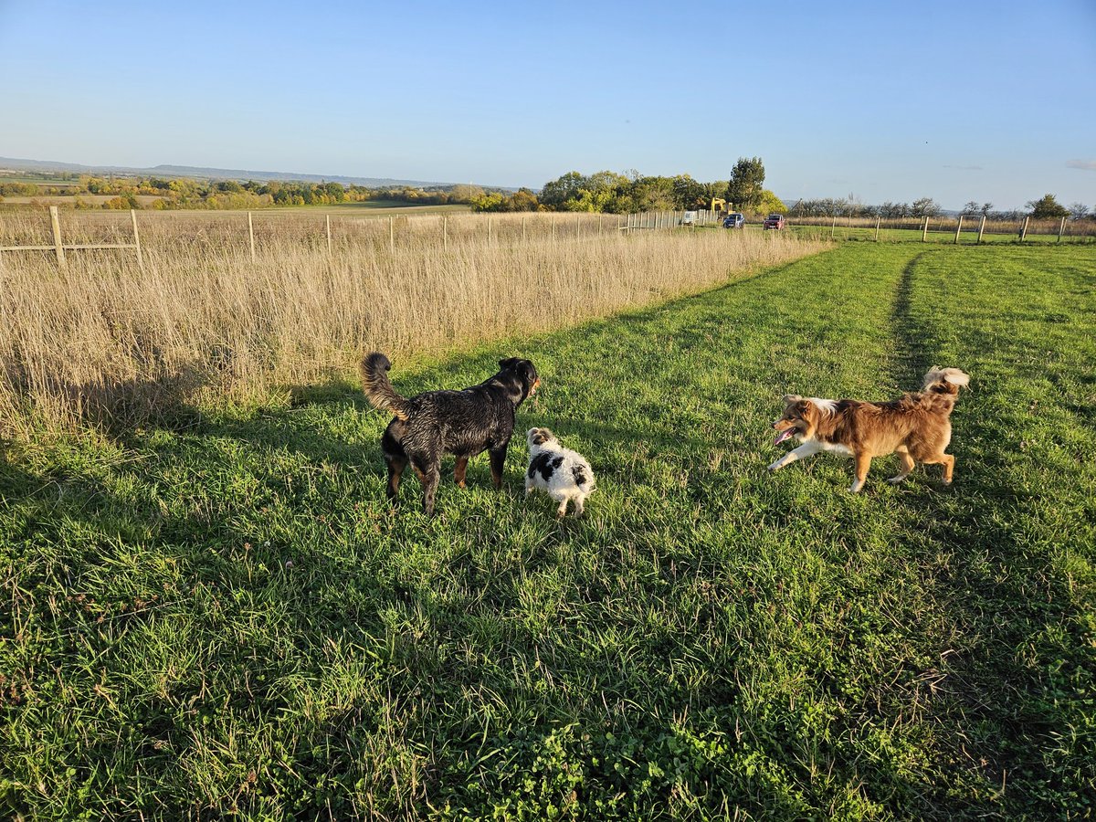 Saturday afternoon puppy playdate 🥰