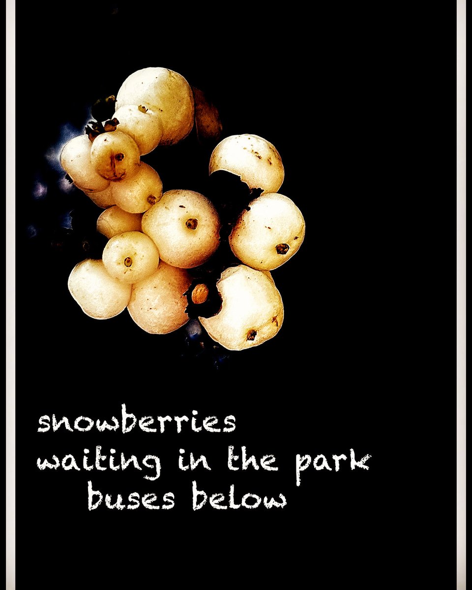 vbvlach's tweet photo. #haiga #haiku #senryu #poetry #micropoems #haigaphotography #iphoneography #photography #instapoetry #Shahai #salesforcetransitcenter #Sanfrancisco
snowberries
waiting in the park
busses below https://t.co/svy9YPIPNP