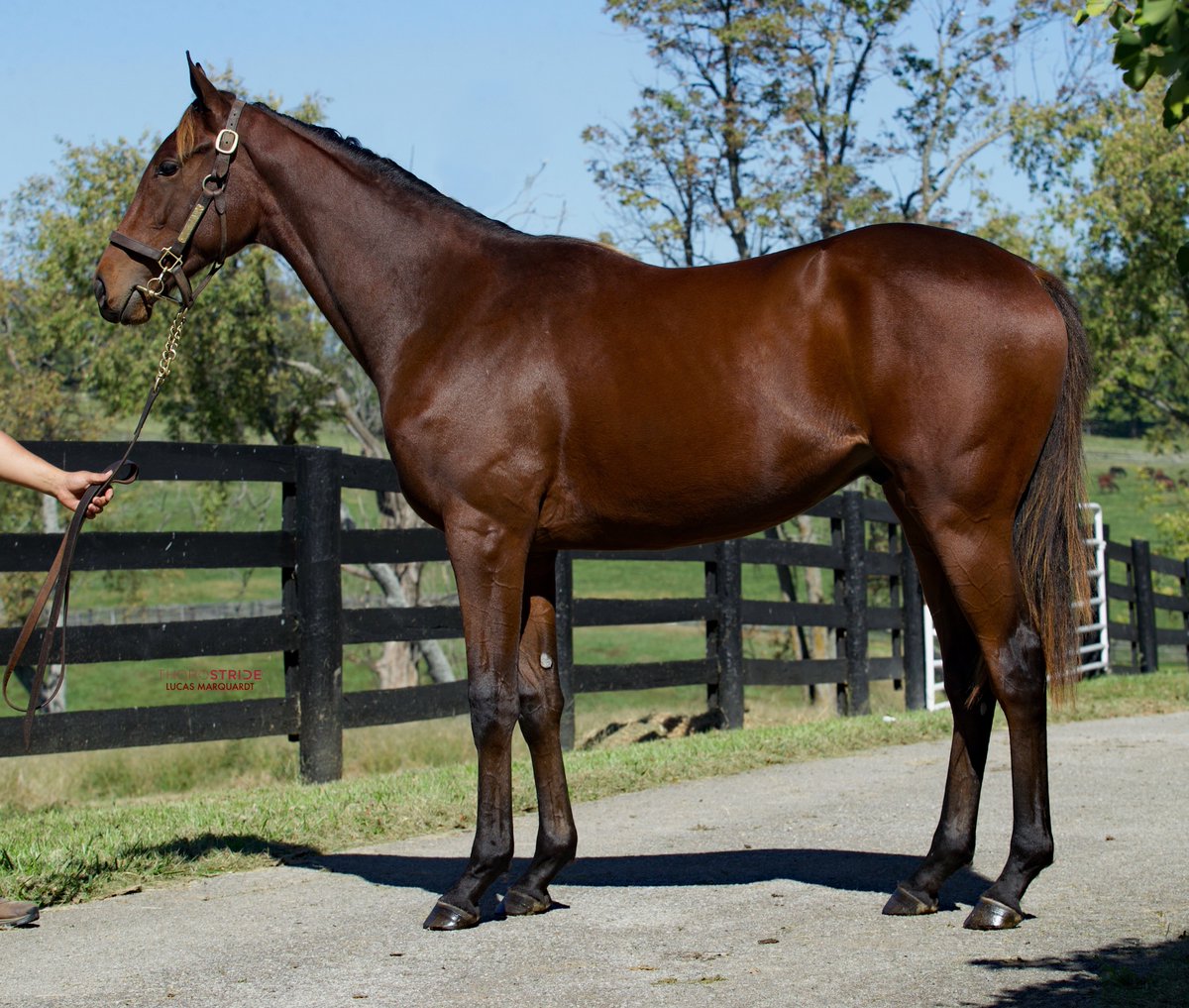 HunterValleyKY's tweet image. Hip 7⃣1⃣8⃣ @HunterValleyKY barn 9 @FasigTiptonCo colt by #Optimizer @CalumetFarm