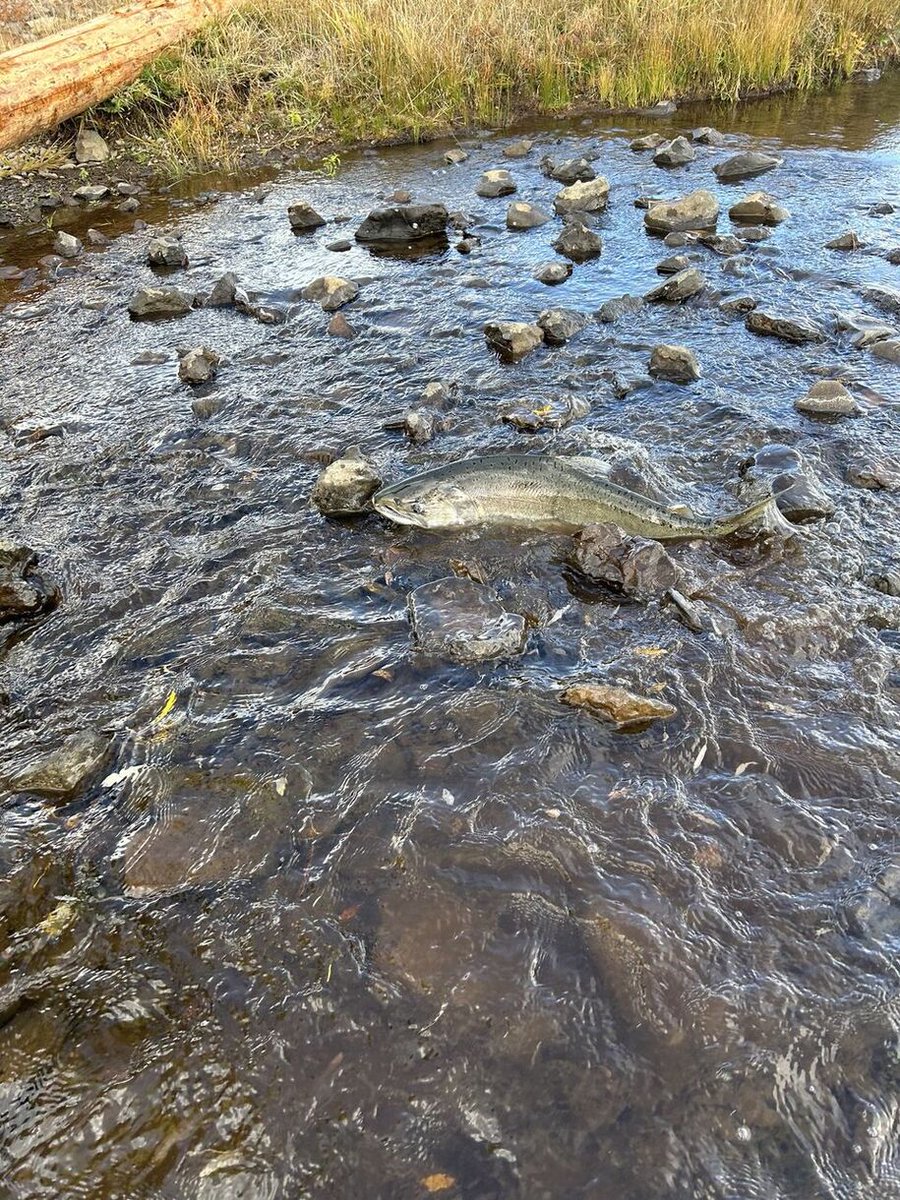 For the first time in 114 years, biologists from the Oregon Department of Fish and Wildlife have observed a fall-run Chinook salmon returning to spawn in the Klamath Basin in Oregon, after dam removal.