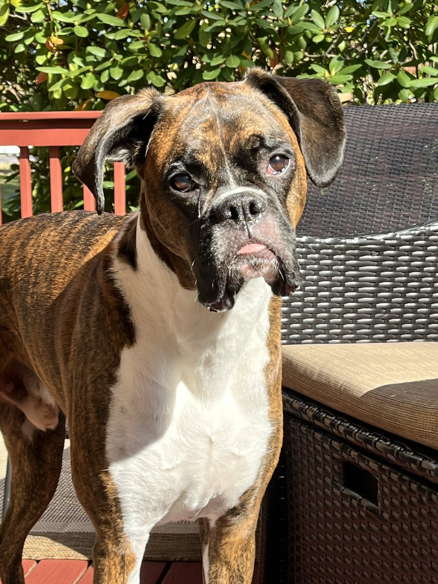 Max the Boxer tweet media