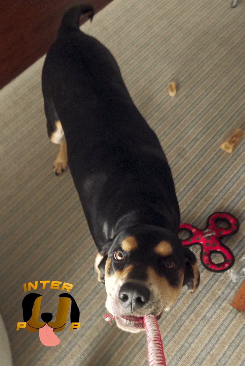 InterPup's tweet photo. Who's ready for some playtime?" | James Bean

#InterPup #JamesBean #Puppy #Pup #Dog #PuppyPictures #Beagle #Coonhound #BlackandTan #BlackandTanCoonhound #doggy #pet #mydog #doglover #pupper #bark #spoiled #dogstagram #dogsofinstagram #puppiesofinstagram #doglife #dogs https://t.co/OB2YsgzNFm