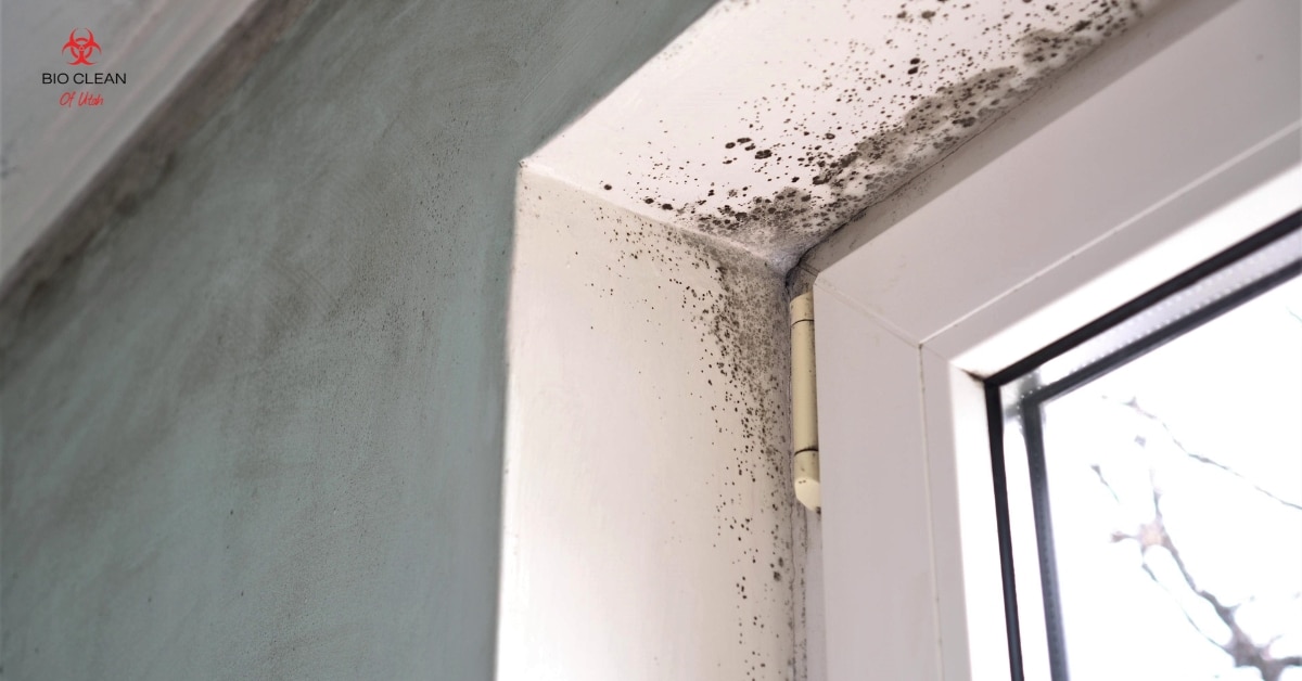 Biocleanofutah's tweet photo. Have you spotted some suspicious spots on your walls or detected a musty smell at home? 🏠🔍 It might be time for mold testing! At Bio Clean of Utah, we've got you covered. Stay vigilant, Utah, and keep your homes mold-free!

https://t.co/UTJXOIrrbT 
#MoldTestingUtah #Healthy ... https://t.co/06dsSk1crF