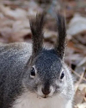 Did you know the tassel-eared tree squirrel relies on ponderosa pine for survival, with a hidden partner underground—the truffle?

Explore the surprising connection between trees, squirrels, and truffles in The Forestry Source. 🐿️ 🌳🍄

Learn more: eforester.org/Main/Publicati…
