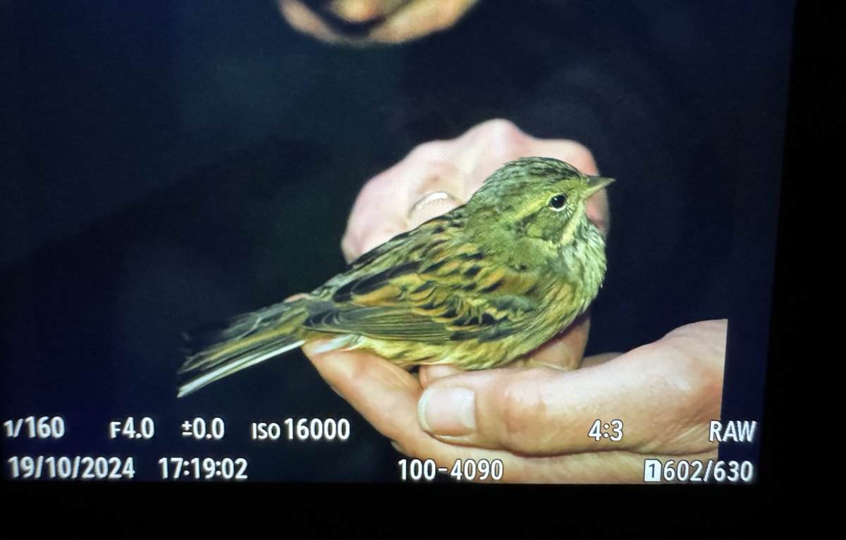 George Gay tweet media