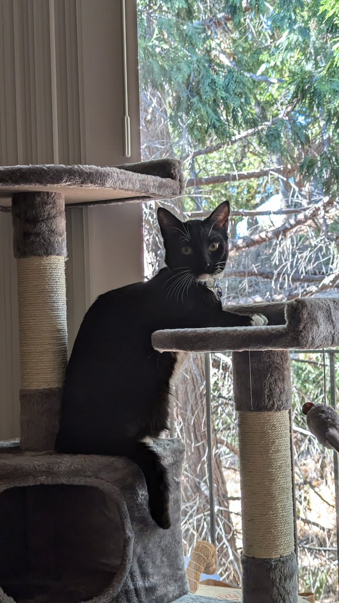 he likes to sit at his cat tree like its a little desk