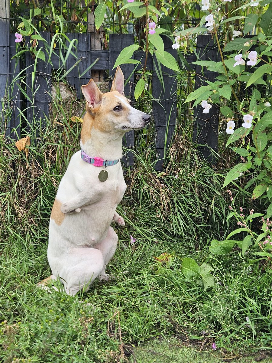 AdoptionsUk's tweet photo. Please retweet, special appeal to help Roo find a home #MANCHESTER,  #UK may be able to re home to other areas.  Disabled, born without front legs, now aged 1. She can live with cats and dogs. Please share 🐶🙏  Details or apply for Roo below👇
https://t.co/GCmRmDMFjy
Roo is small to medium sized.   

#dogs #dog #animals #pets #adoptdontshop #Rescuedogs #Cheshire #Liverpool
@liamgallagher @domdyer70 @PeterEgan6 @APDAWG1 @Nightowl400 @LisaClareRead2 #K9hour @Dogs4Rescue @Nightowl400