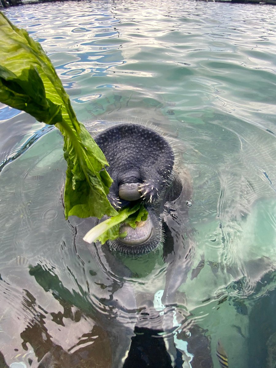 Dolphin Discovery tweet media