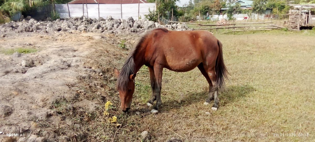 Help2SavePony's tweet photo. Sl. No. 3
Name: Tombimacha
Gender: Female
Age: 3 years https://t.co/l63cZmelC3