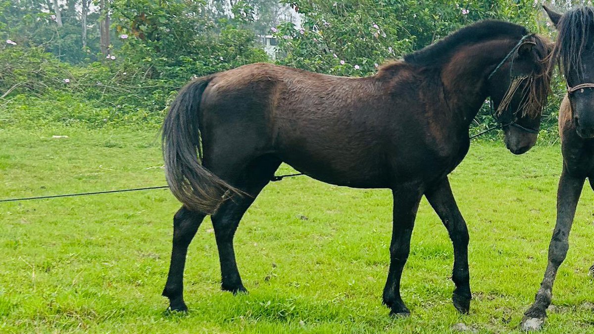 Help2SavePony's tweet photo. Sl. No. 7
Name: Thunder
Gender: Male
Age: 3.6 years
(Very friendly, good soul, you can see from his forgiving eyes. Fast learner, still under training) https://t.co/UGBArl48uC