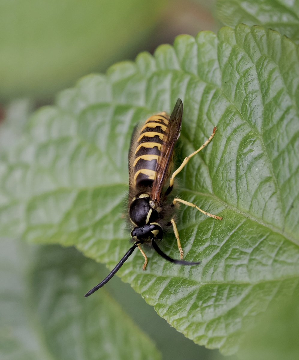 tillingtonchum's tweet image. In the garden, Queen Jasper. Quite a hairy creature. 
#wasps #15minWithNature