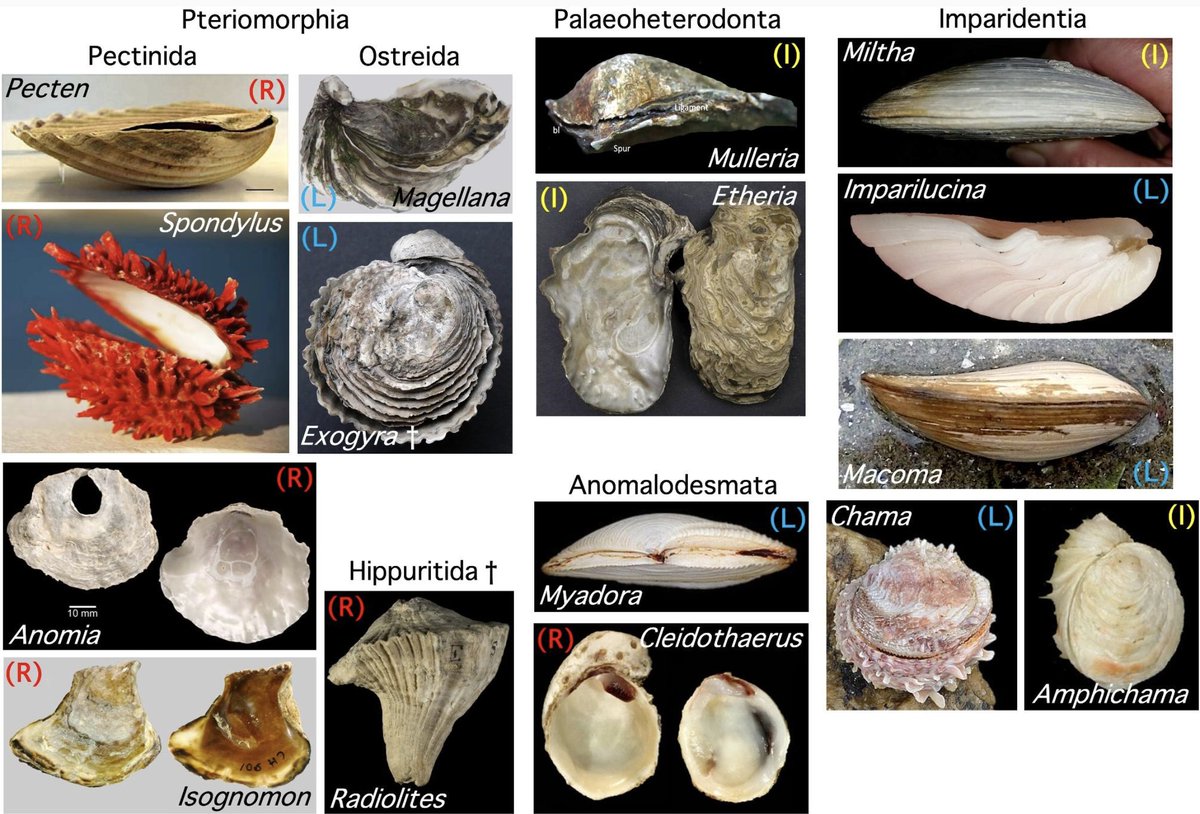 Christopher B. Cameron - invertevo.bsky.social tweet media