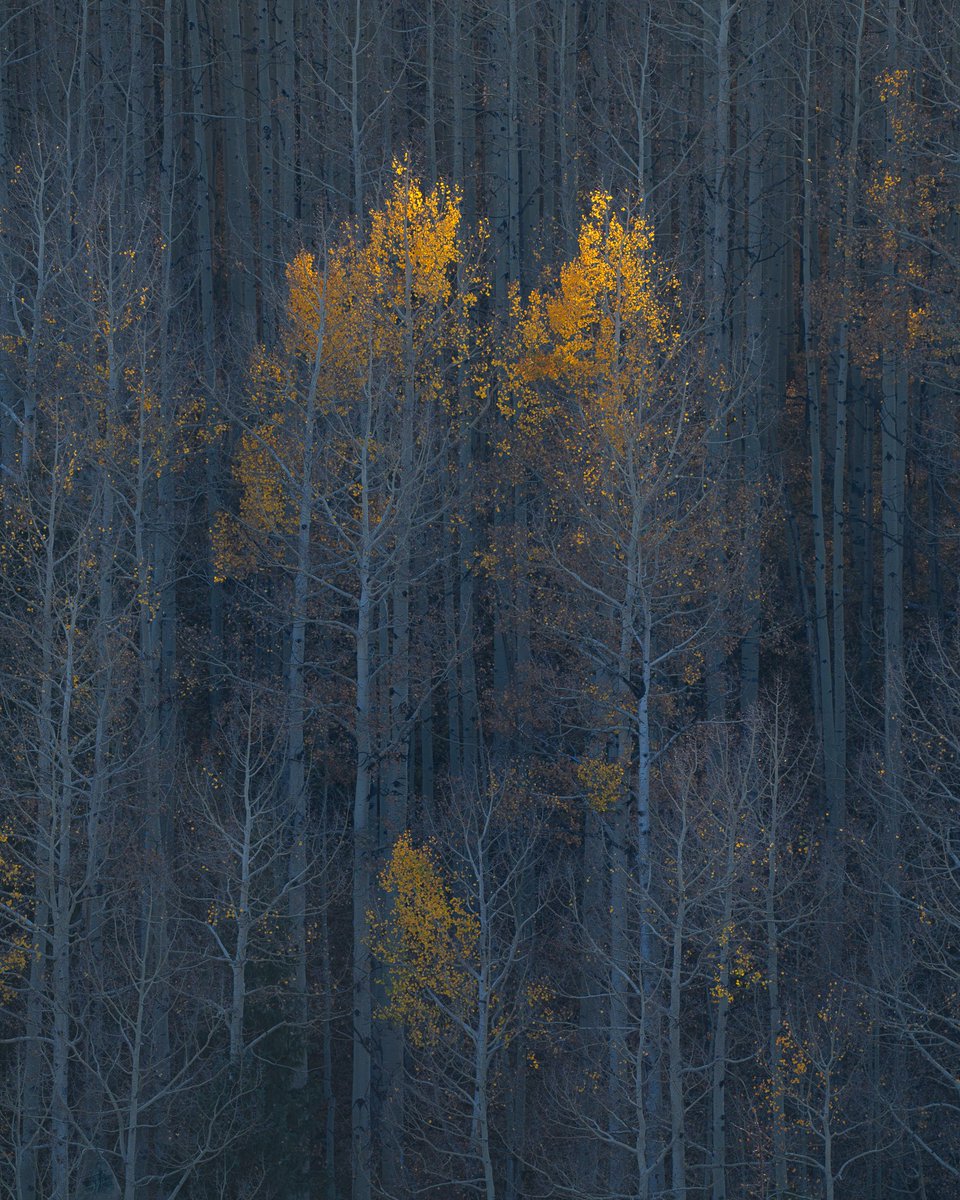 The tips of two aspen trees catch the last light of day, showcasing their beautiful fall color in a forest full of trees mostly stripped of leaves.