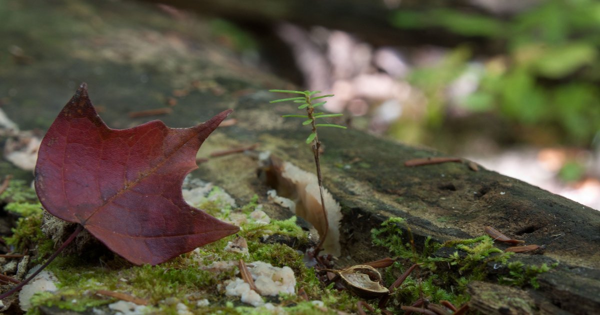 AlienNextDoor's tweet photo. Autumn in #Ontario: a tiny red maple leaf lands on a mossy log next to a growing hemlock sapling ... #nature #photography #fallcolour #autumn https://t.co/gnyCE9UwJw
