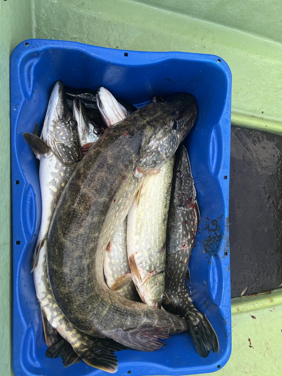 EevaSimo's tweet image. Mahtavaa syysloman viettoa jälleen kerran Kustavissa. Iniönaukon reunamat tarjosi jälleen parastaan. Upea päivä - reipas 6kg isoin vonkale🐠🥳👊 #isäpojat #perhe #pappa #hauki #kustavi