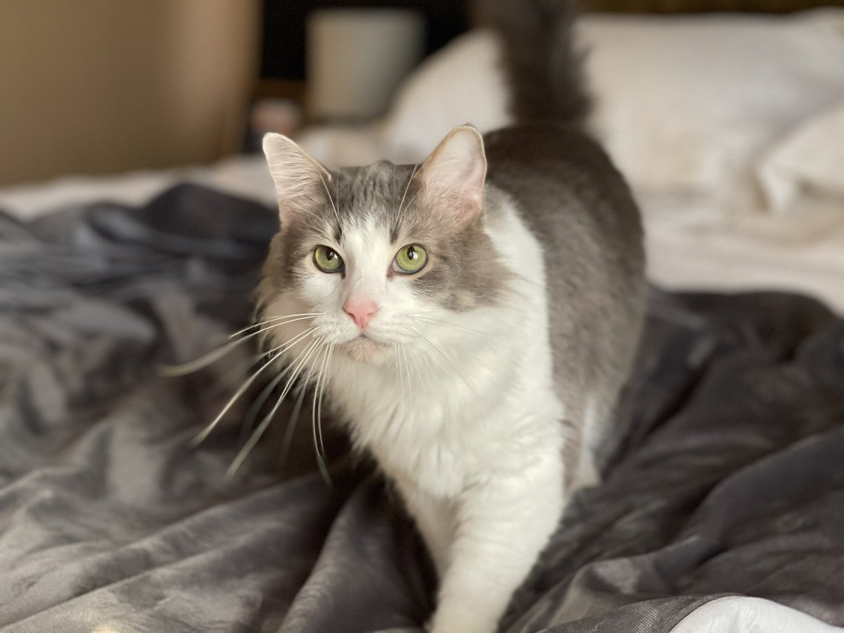 SparkySenpai's tweet photo. Rest in peace Ezio 🖤 Losing you is like a piece of me getting ripped out. You were such a special cat and friend, and you brought so much love and happiness into my life. Home won’t be the same without you and I will miss you more than you can imagine. Saying goodbye hurts like hell, but I know you're at peace now and won’t have to suffer. I love you buddy..