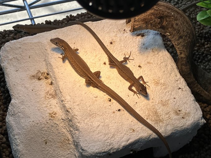 ベビーカナヘビ達が生後二か月でだいぶデカくなってきたんで大人達の部屋に移した。特に噛みつかれたりもなく馴染んでます。左が成体、右がベビー。
子供は食欲が凄い。 