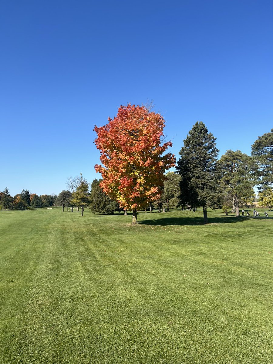 Wardpro63's tweet photo. Fog burned off, gorgeous October day for a walk @SunningdaleGCC ⛳️ https://t.co/MAmcgi5xEy