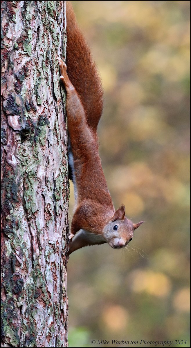 Mike Warburton (@_mikewarburton) on Twitter photo #RedSquirrel in #Autumn last week. #Wales #wildlife #nature #Squirrel #forest #woodland <a href="/CanonUKandIE/">Canon UK and Ireland</a> <a href="/BBCSpringwatch/">BBC Springwatch</a> <a href="/WildlifeMag/">BBC Wildlife</a> <a href="/NatGeoPhotos/">Nat Geo Photography</a> <a href="/BBCEarth/">BBC Earth</a> #wildlifephotography <a href="/RedSquirrelsinW/">Red Squirrels Wales</a> <a href="/WildlifeTrusts/">The Wildlife Trusts</a> #RedSquirrel in #Autumn last week. #Wales #wildlife #nature #Squirrel #forest #woodland <a href="/CanonUKandIE/">Canon UK and Ireland</a> <a href="/BBCSpringwatch/">BBC Springwatch</a> <a href="/WildlifeMag/">BBC Wildlife</a> <a href="/NatGeoPhotos/">Nat Geo Photography</a> <a href="/BBCEarth/">BBC Earth</a> #wildlifephotography <a href="/RedSquirrelsinW/">Red Squirrels Wales</a> <a href="/WildlifeTrusts/">The Wildlife Trusts</a>