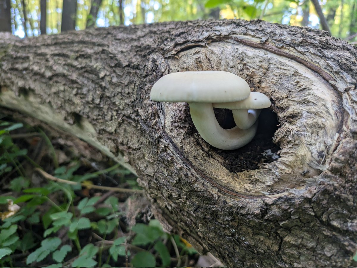 Living the curves... #mushrooms #fungi
