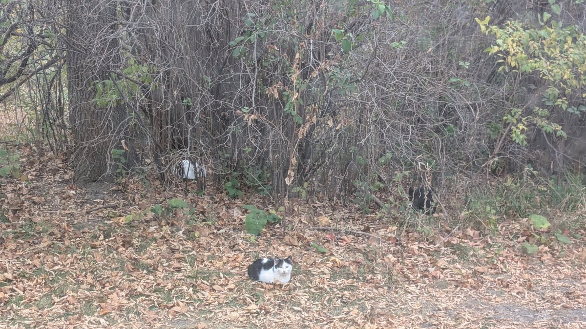 Brian Shipe tweet media