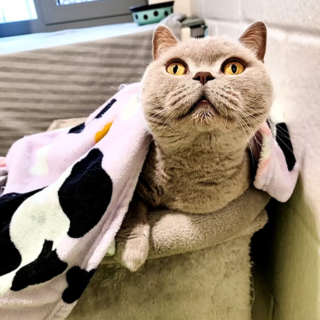 cotsdogscats's tweet image. Bear-itto Saturdays🐻❤
#SnugAsABug #Sunggly #Burritto #CotsDogsCats #BritishShortHair