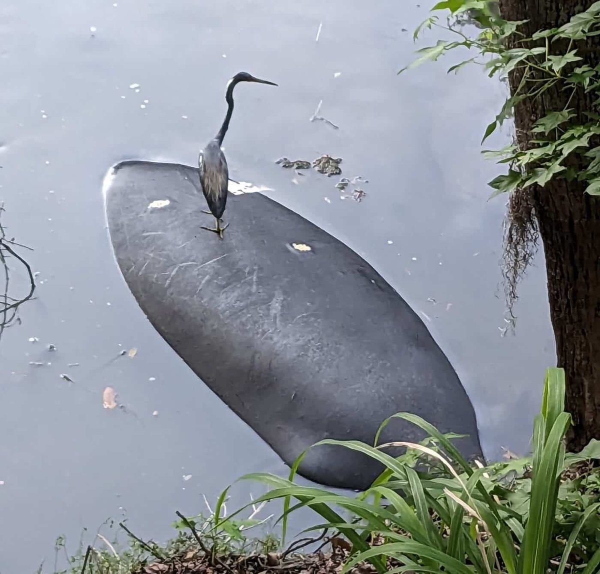 savethemanatee's tweet photo. We had a great turnout during our second week of our #Fall4Manatees campaign and have gotten some awesome submissions!
Check them all out on our website at https://t.co/snkF9jCKwy and make sure to sign up for our alerts to not miss the prompts for the upcoming weeks! https://t.co/u4XQSfxNHD