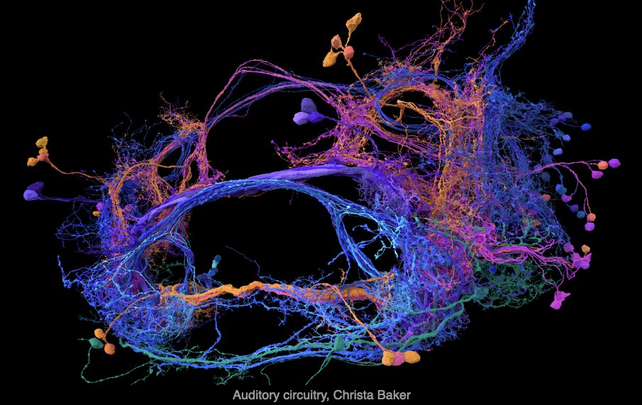 We now have the full connectome of the fruit fly. It has 140K neurons and 50M synapses. You can explore the connectome in 3D with an online tool. This is auditory circuitry.