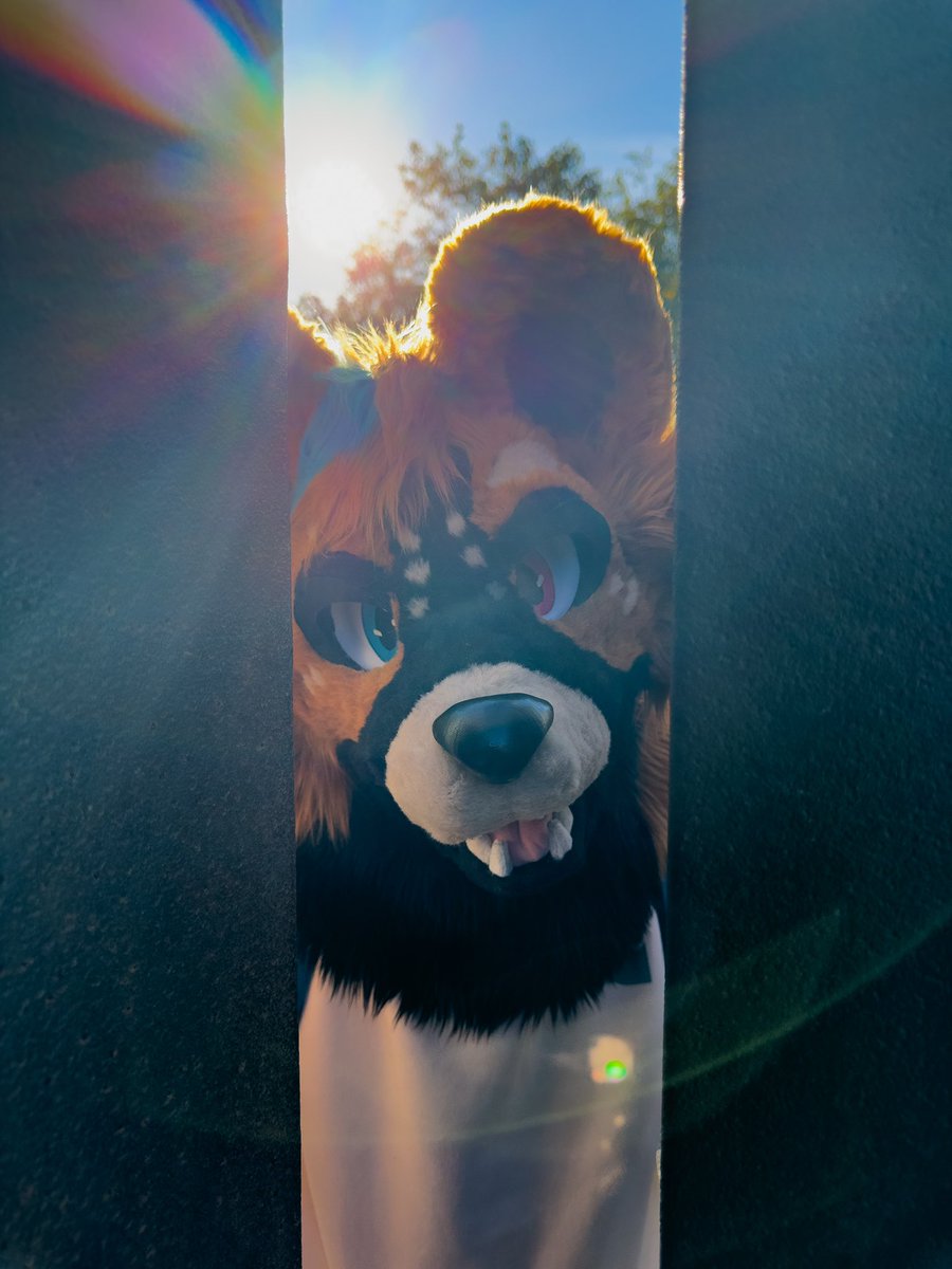 Don’t look into the light. But you can look at this goofy doggo

📸 <a href="/Jenju_c/">Jenju</a> 

#FursuitFriday #furry